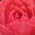 Pink - Miniature rose - Rennie's Pink